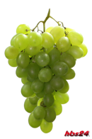 Weinhefe - Reinzuchthefe Steinberg für Weisswein Weinhefe - Reinzuchthefe Steinberg für Weisswein