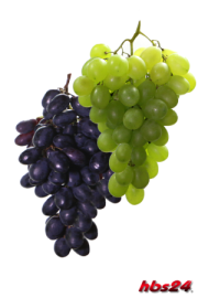 Trocken Reinzuchthefe Champagner für 50 Liter - hbs24